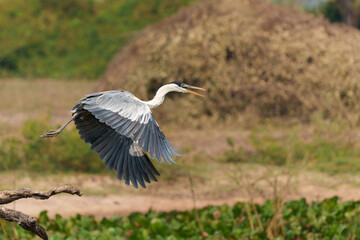 cocoi heron (Ardea cocoi) flying and searching for food in the wetlands of the North Pantanal, Mato Grosso, Brazil