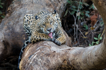 Naklejka na ściany i meble Jaguar (Panthera onca) resting in the Northern Pantanal in Mata Grosso in Brazil