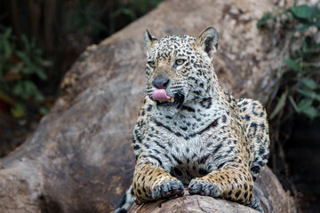 Jaguar (Panthera onca) resting in the Northern Pantanal in Mata Grosso in Brazil