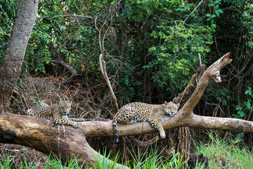 Jaguar (Panthera onca) resting in the Northern Pantanal in Mata Grosso in Brazil