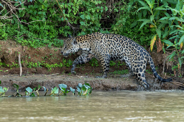 Fototapeta na wymiar Jaguar (Panthera onca) hunting at the water edge in the Northern Pantanal in Mata Grosso in Brazil