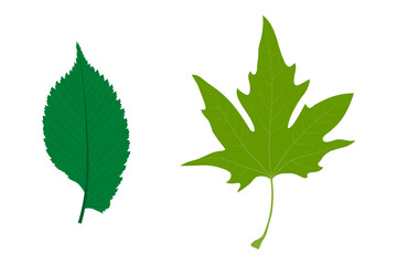 Simple leaves examples. Simple leaf with pinnate venation (Ulmus laevis). Simple leaf with palmate venation (Platanus orientalis).