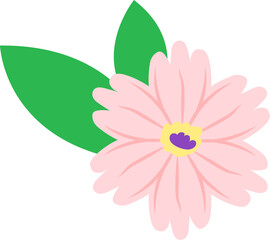 pink daisy flower