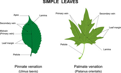 Simple leaves examples with names. Labelled diagram. Simple leaf with pinnate venation (Ulmus laevis). Simple leaf with palmate venation (Platanus orientalis). - obrazy, fototapety, plakaty