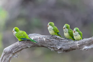 Keuken spatwand met foto Monk Parakeet (Myiopsitta monachus), also known as the Quaker parrot, just coming out of their nest in the early morning in the Pantanal North, Mato Grosso in Brazil © henk bogaard