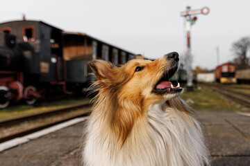 The dog on the railway station platform. Steam locomotive in the background.