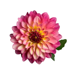 Deurstickers Pink yellow gradient dahlia flower  © CozyDesign