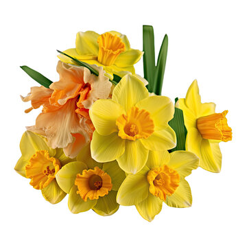 Yellow-orange daffodil flower bouquet arrangement
