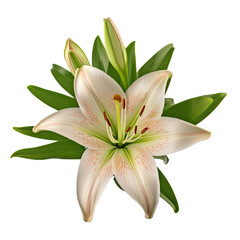 Fototapeta premium White lily single flower transparent