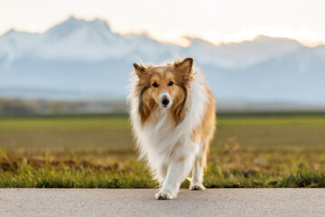 Fluffy shetland sheepdog on the snowy mountains background.