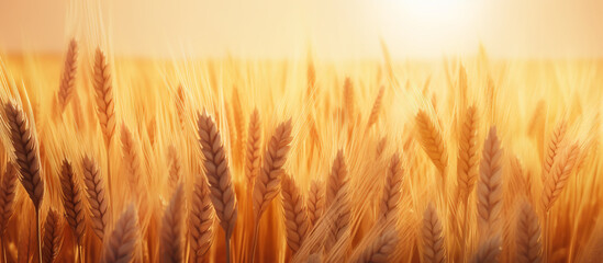 Ripe ears of wheat in a field on a blurred background in gold tones. Banner. Generative AI - obrazy, fototapety, plakaty