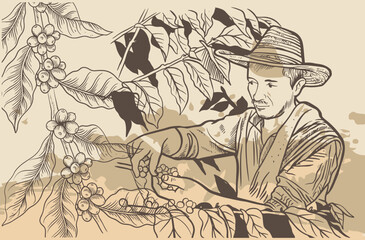 coffee farmer of ink sketch etching for label, packaging, poster. Coffee picker of drawing on vintage paper. arabica coffee of sketch drawing vintage for art print.
