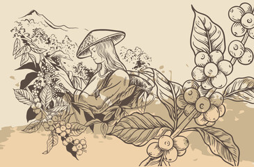 coffee farmer of ink sketch etching for label, packaging, poster. Coffee picker of drawing on vintage paper. arabica coffee of sketch drawing vintage for art print.