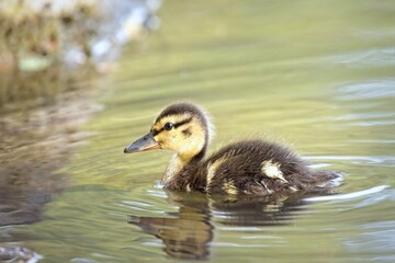 Duckling swimming in a pond.