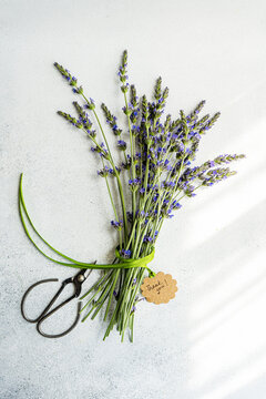 High angle of summer interior decor with fresh lavender flowers and scissors on the concrete background