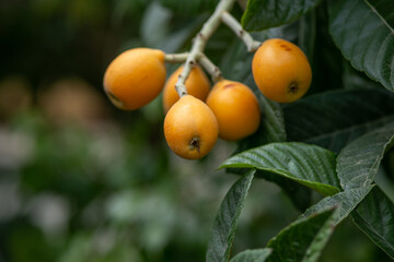 beautiful small tree branch medlar fruit. 