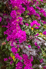 Bougainvillea flowers as a background. Floral background
