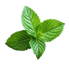 peppermint herb leaves nature plant