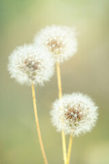 Three Dandelion flower with soft focus and bokeh background.
