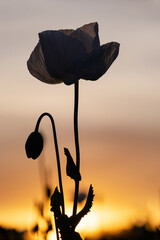 Silhouette of a poppy flower in the field at sunset.