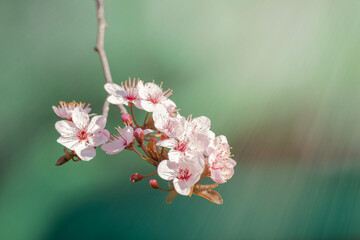 cherry blossom in spring, close-up, soft focus