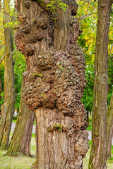 Tree disease in the form of growth and deformed trunk
