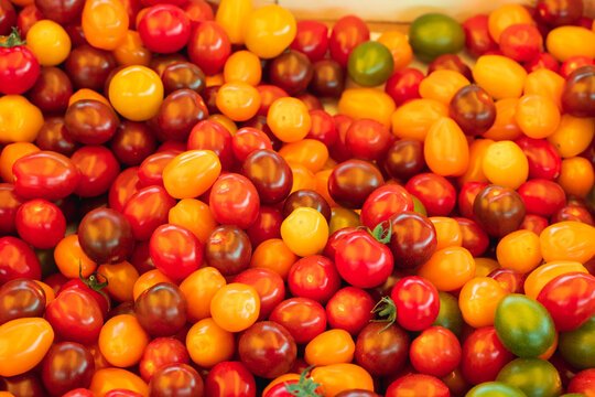 Pile Of Fresh Multicolored Ripe Tomatoes