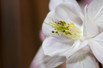 A Close Up of a White Wildflower Flower