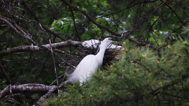 A white egret, a migratory bird waiting to hatch while incubating eggs in a nest on a pine tree, trims its wings.
