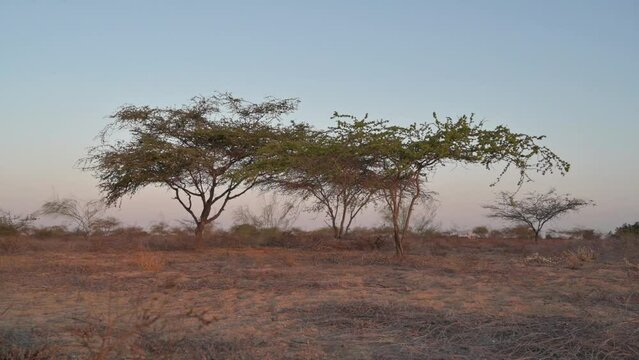Lush Algarrobo Tree Under The Sunlight Before Sunset in Peru. Ceratonia siliqua tree.
