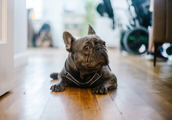 french bull dog laying