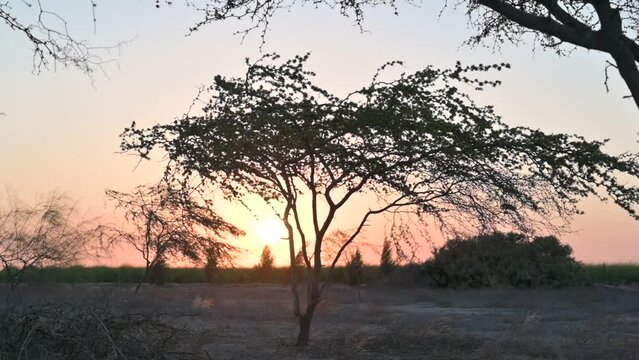 Lush Algarrobo Tree Under The Sunligh. Ceratonia siliqua tree.