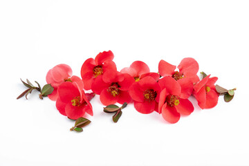 Japanese Quince (Chaenomeles japonica) in bloom on white background.