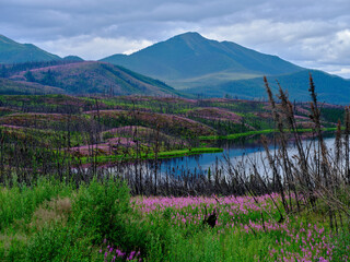 Fireweed grows on the lower elevations after any forest fires in Alaska - 603751899