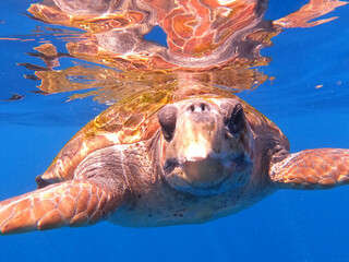 Tortuga nadando en el mar