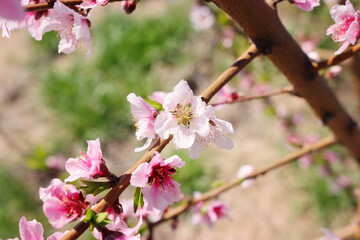 Naklejka na ściany i meble background of spring blossom tree. selective focus