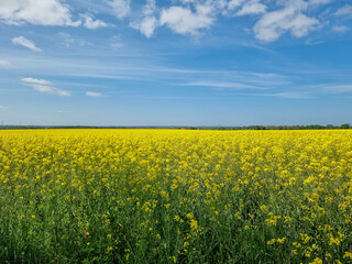 rapeseed field during sunny spring day