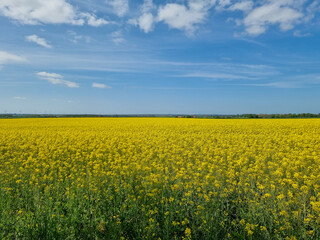 Obraz premium rapeseed field during sunny spring day, blue sky