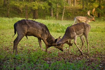 Kämpfende Hirsche