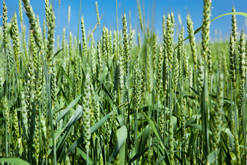 Ears of green wheat, close-up, against the blue sky. 