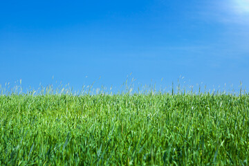 A field of green, ripening wheat against a blue cloudless sky.