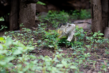 Iguana en el Monte.