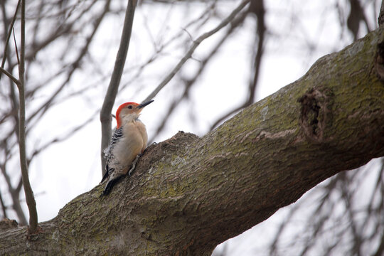 A red bellied woodpecker (Melanerpes carolinus) on a tree on a spring day in Iowa