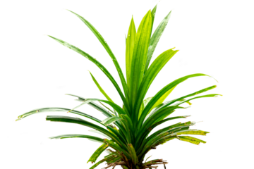 One stem of the Pandan plant or Pandanus amaryllifolius whose leaves are in the form of green blades with a fragrant aroma