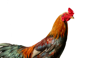 Close up of a rooster with red combs and ears with a combination of orange, black, yellow, and brown colored feathers
