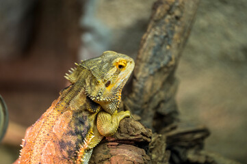 Pogona vitticeps lies on old dry trunk
