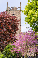 Springtime trees beside the tower of St Marys church in the Severnside village of Frampton on Severn, Gloucestershire, England UK