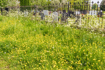 Springtime buttercups in flower beside the churchyard at Frampton on Severn, Gloucestershire, England UK