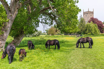 Horses and a young foal grazing in a meadow beside St Marys church in the Severnside village of...