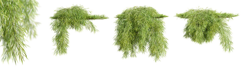 Set of Acacia Cognata creeper plants, isolated on transparent background. 3D render.